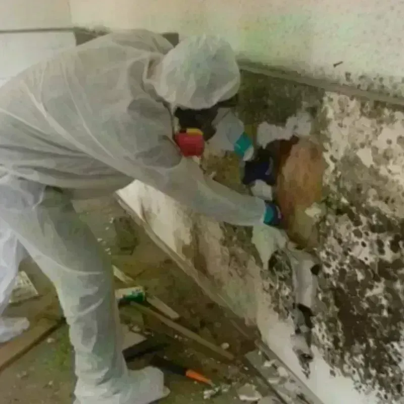 Mold Remediation and Removal in Wright, WY